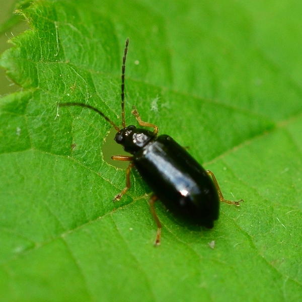 Da Id. Luperus sp. (Chrysomelidae)